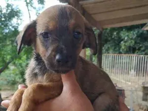 Cachorro raça SRD idade 2 a 6 meses nome Hera