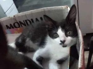 Gato raça Indefinida  idade Abaixo de 2 meses nome Sem nomes 