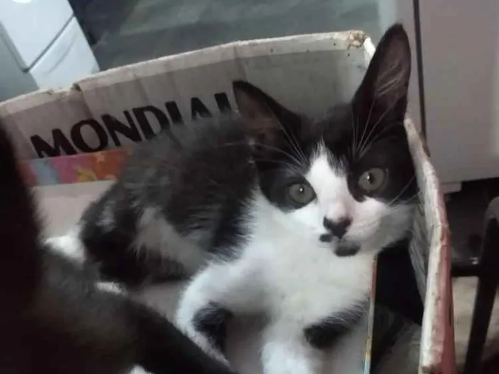 Gato ra a Indefinida  idade Abaixo de 2 meses nome Sem nomes 