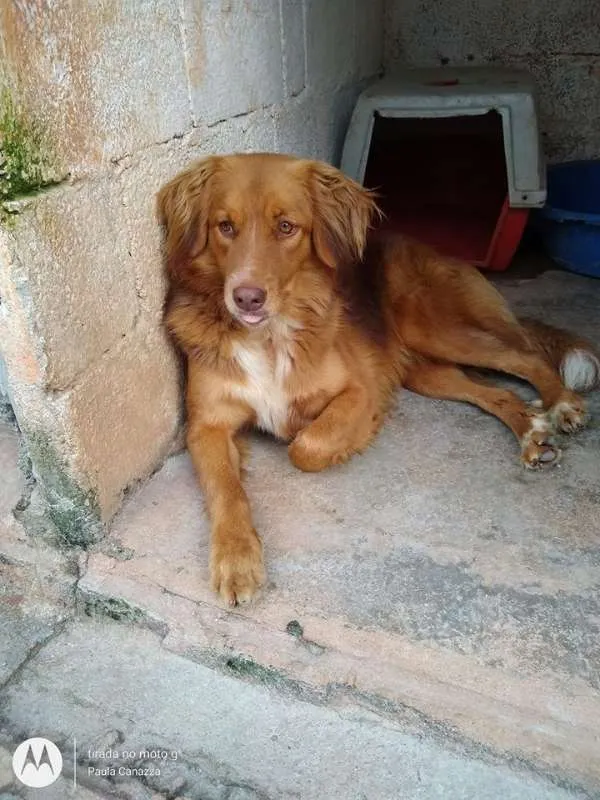 Cachorro ra a SRD idade 2 anos nome Mel B