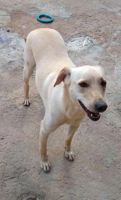 Cachorro ra a SRD idade 2 anos nome Charles