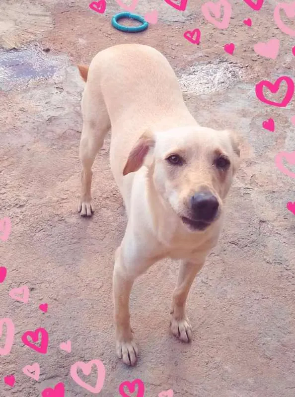 Cachorro ra a SRD idade 2 anos nome Charles