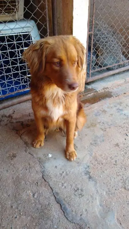 Cachorro ra a SRD idade 2 anos nome Mel B