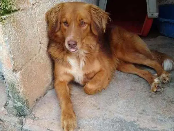 Cachorro ra a SRD idade 2 anos nome Mel B