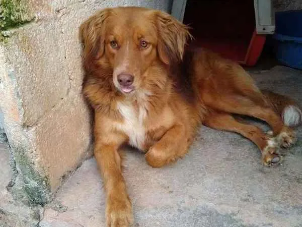 Cachorro ra a SRD idade 2 anos nome Mel B