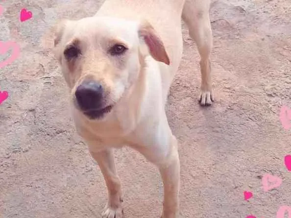 Cachorro ra a SRD idade 2 anos nome Charles