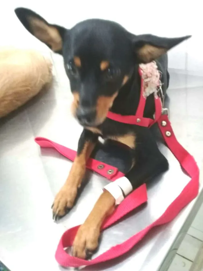 Cachorro ra a Mestiça  ( pinscher) idade 7 a 11 meses nome Bia 