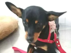 Cachorro raça Mestiça  ( pinscher) idade 7 a 11 meses nome Bia 