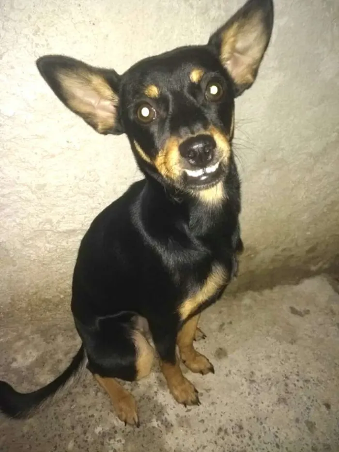 Cachorro ra a Mestiça  ( pinscher) idade 7 a 11 meses nome Bia 