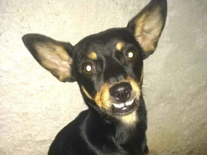 Cachorro ra a Mestiça  ( pinscher) idade 7 a 11 meses nome Bia 