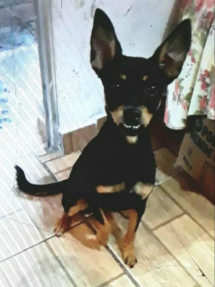 Cachorro ra a Mestiça  ( pinscher) idade 7 a 11 meses nome Bia 