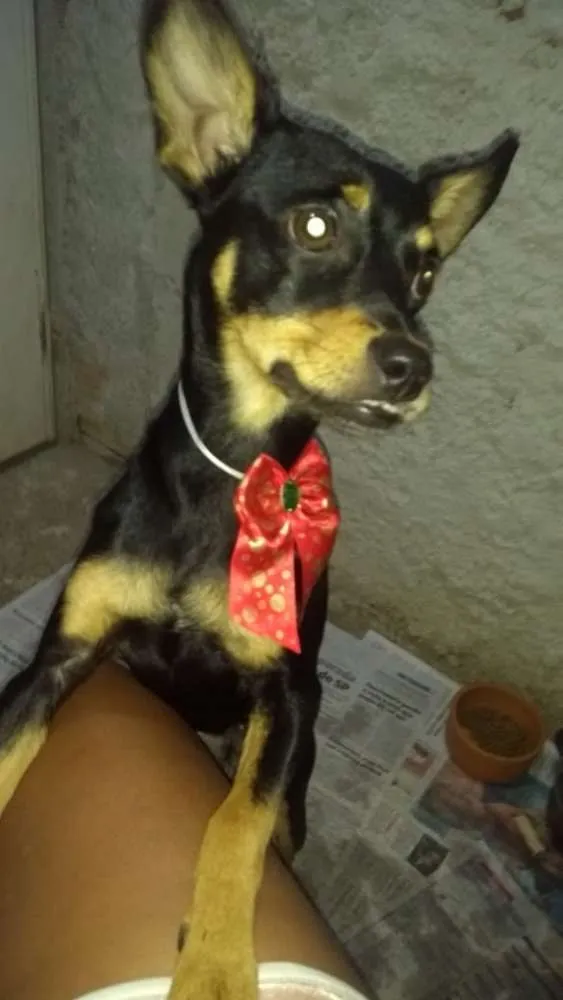 Cachorro ra a Mestiça  ( pinscher) idade 7 a 11 meses nome Bia 