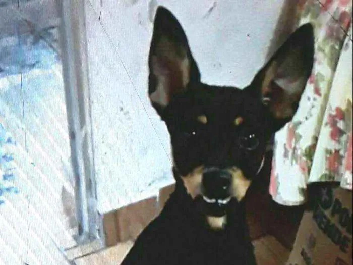 Cachorro ra a Mestiça  ( pinscher) idade 7 a 11 meses nome Bia 
