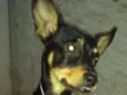 Bia