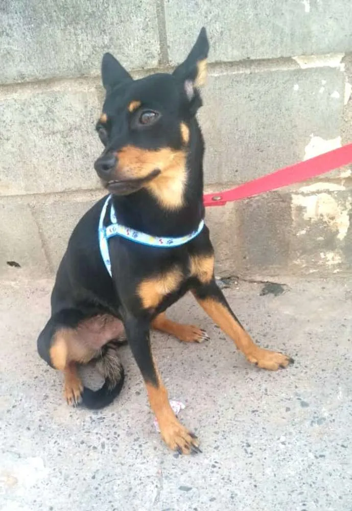 Cachorro ra a Mestiça  ( pinscher) idade 7 a 11 meses nome Bia 
