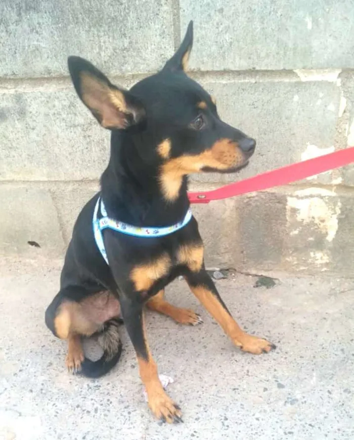 Cachorro ra a Mestiça  ( pinscher) idade 7 a 11 meses nome Bia 