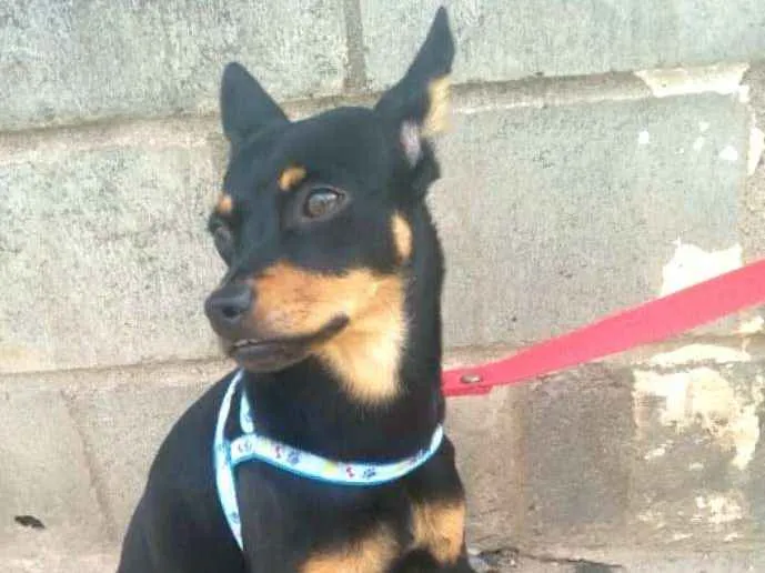 Cachorro ra a Mestiça  ( pinscher) idade 7 a 11 meses nome Bia 