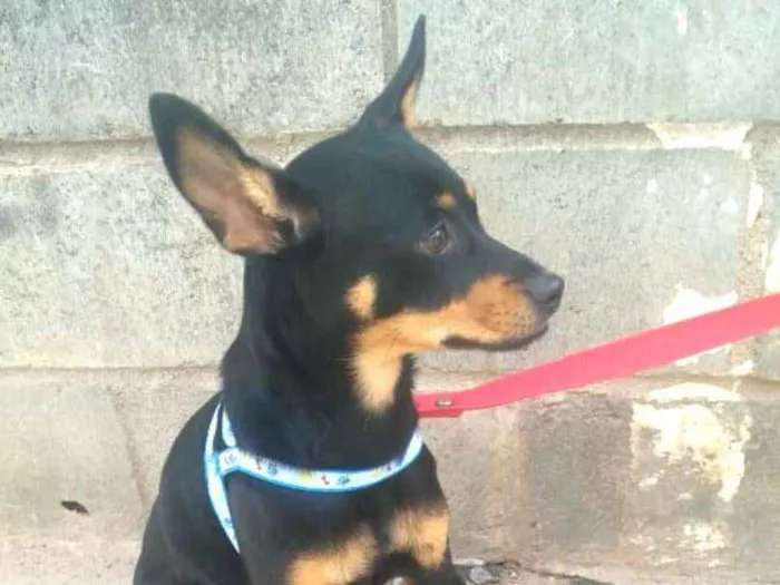 Cachorro ra a Mestiça  ( pinscher) idade 7 a 11 meses nome Bia 