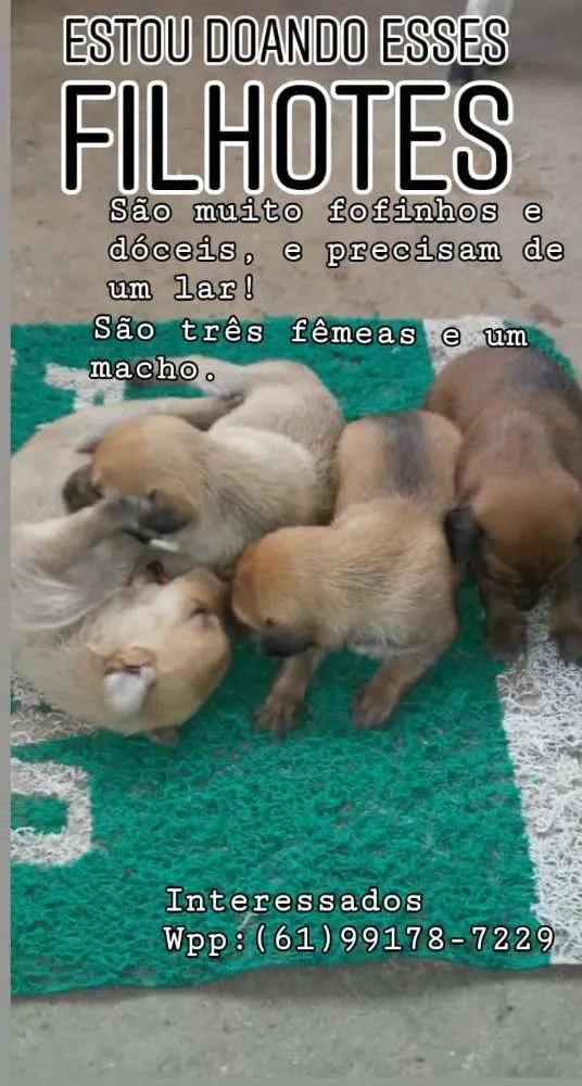 Cachorro ra a Vira lata idade Abaixo de 2 meses nome 3 fêmeas e 1 macho