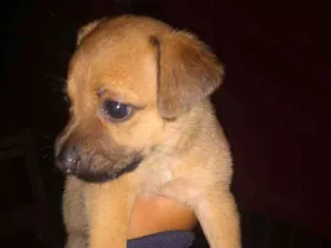 Cachorro raça Vira lata idade Abaixo de 2 meses nome 3 fêmeas e 1 macho