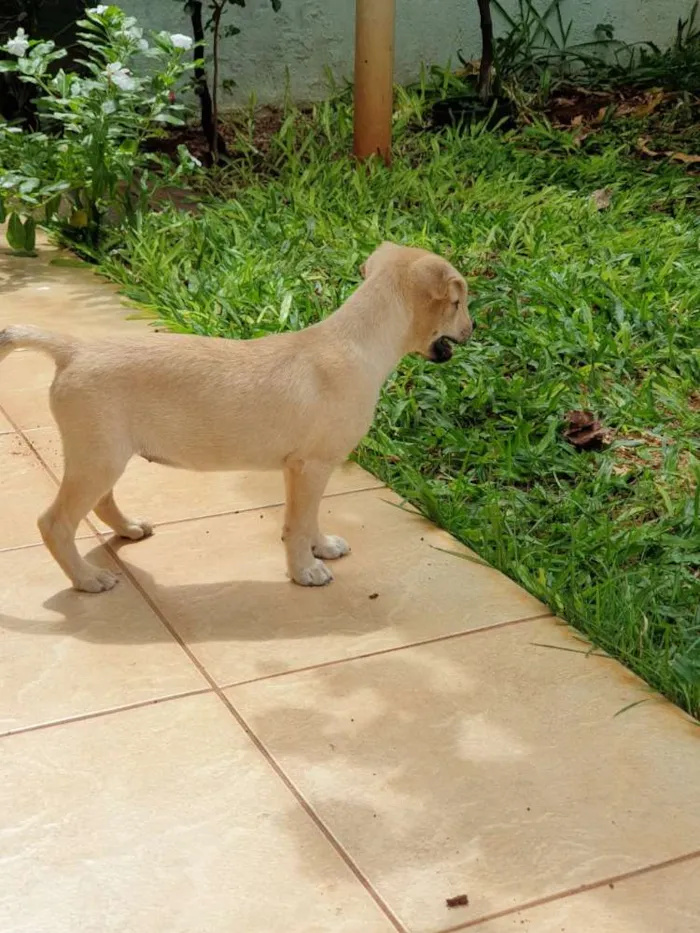 Cachorro ra a Não sei, mas sou muito amorosa idade Abaixo de 2 meses nome Clarinha