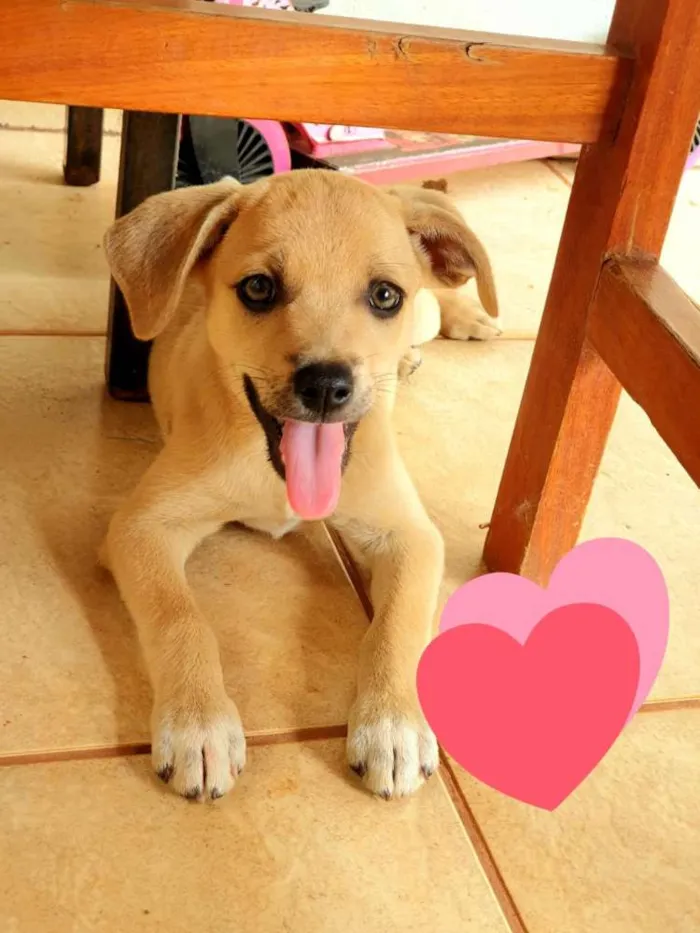 Cachorro ra a Não sei, mas sou muito amorosa idade Abaixo de 2 meses nome Clarinha
