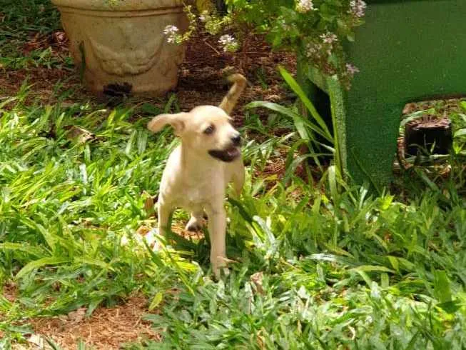 Cachorro ra a Não sei, mas sou muito amorosa idade Abaixo de 2 meses nome Clarinha