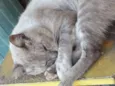Gatos