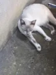 Gatos