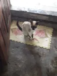 Gatos