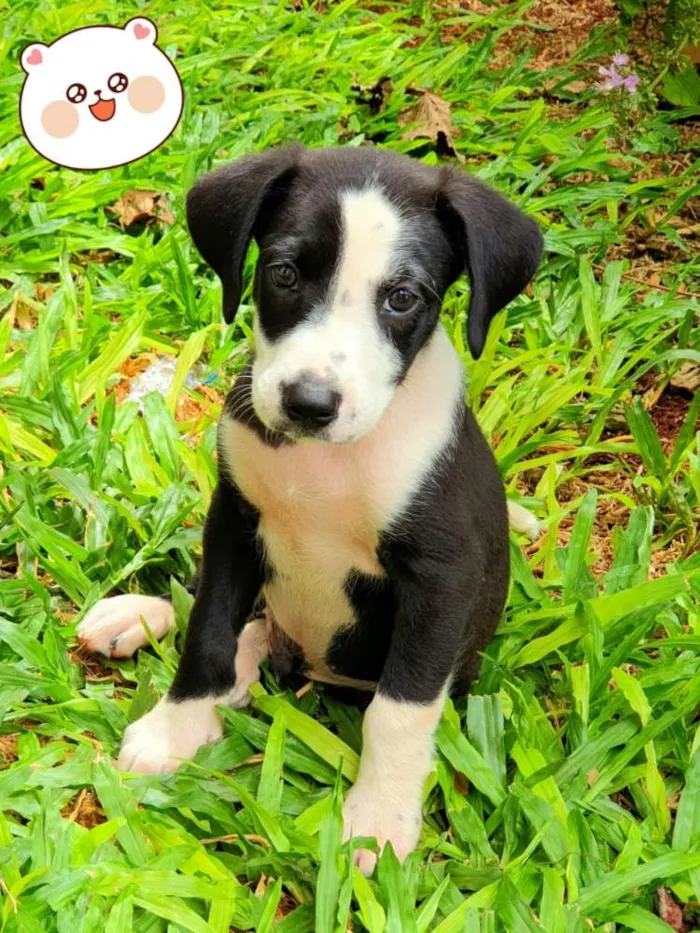 Cachorro ra a Não sei, mas sou muito carinho idade Abaixo de 2 meses nome Astro
