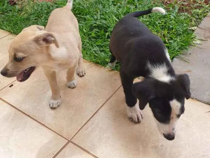 Cachorro ra a Não sei, mas sou muito carinho idade Abaixo de 2 meses nome Astro