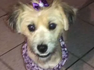 Cachorro raça rsd idade 7 a 11 meses nome Pitu
