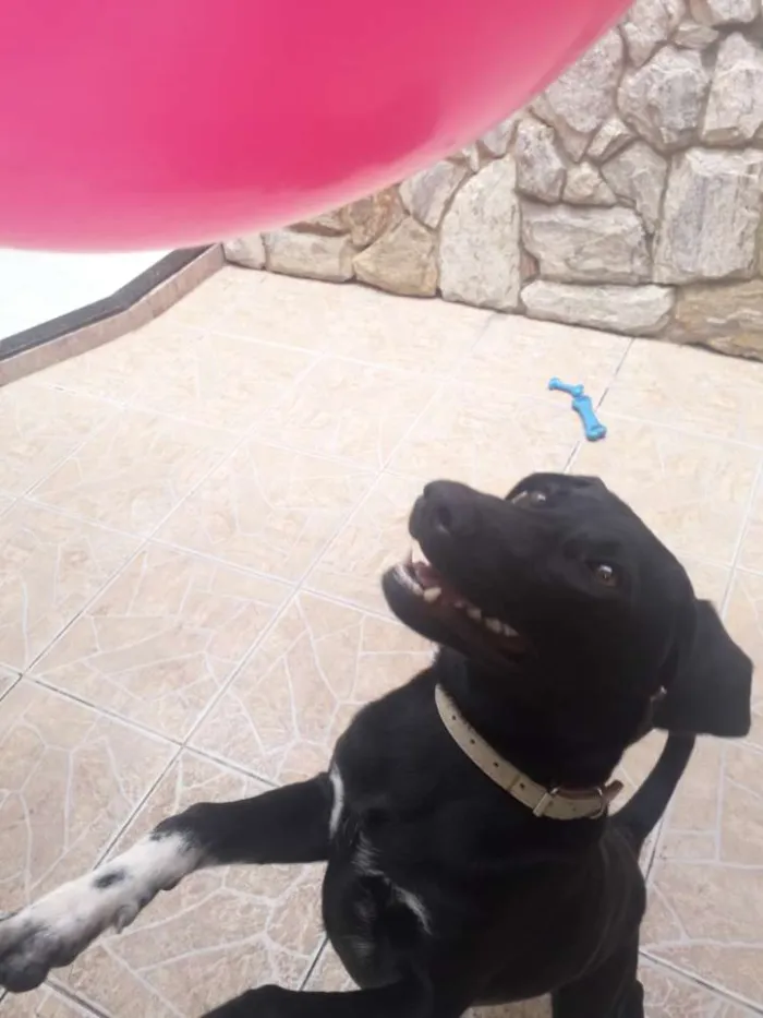 Cachorro ra a Labrador misturado idade 7 a 11 meses nome Zeus