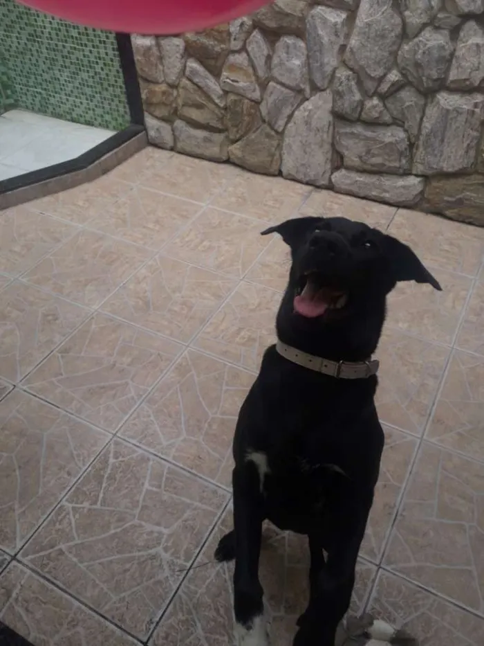 Cachorro ra a Labrador misturado idade 7 a 11 meses nome Zeus