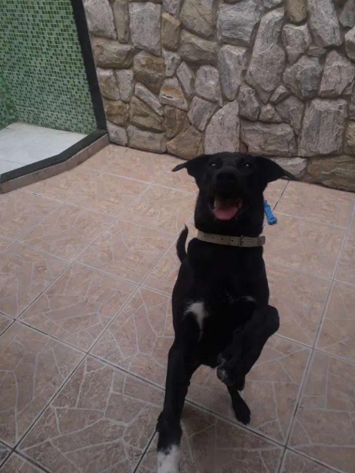 Cachorro ra a Labrador misturado idade 7 a 11 meses nome Zeus