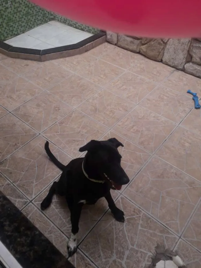 Cachorro ra a Labrador misturado idade 7 a 11 meses nome Zeus