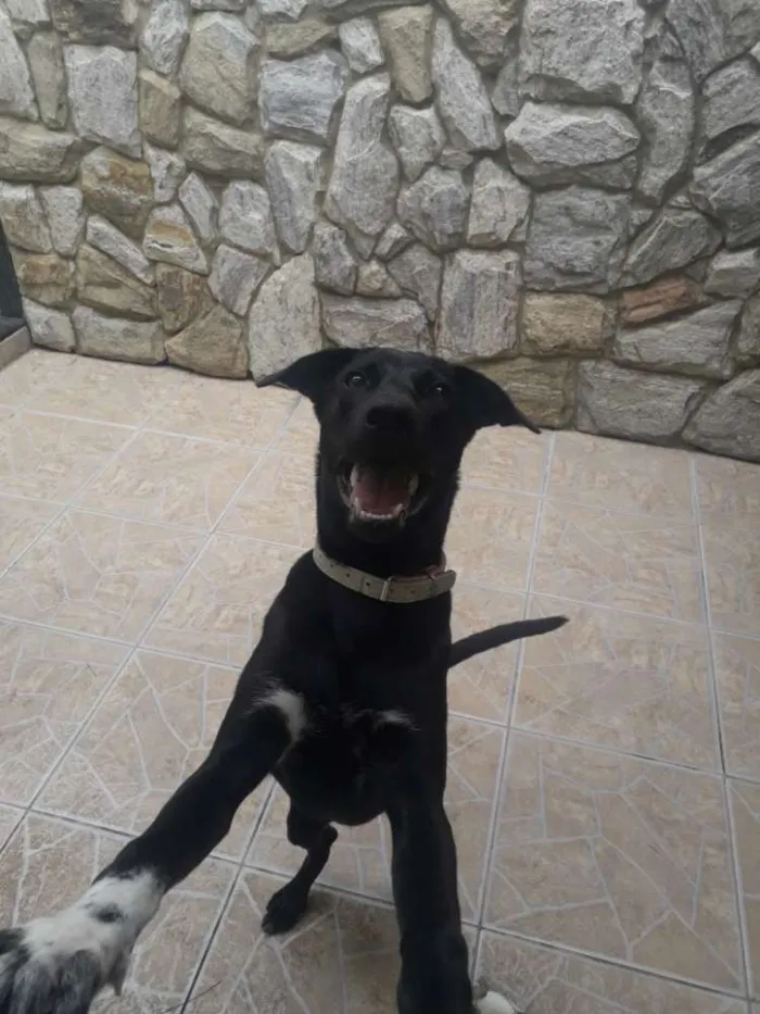 Cachorro ra a Labrador misturado idade 7 a 11 meses nome Zeus