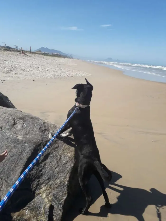 Cachorro ra a Labrador misturado idade 7 a 11 meses nome Zeus