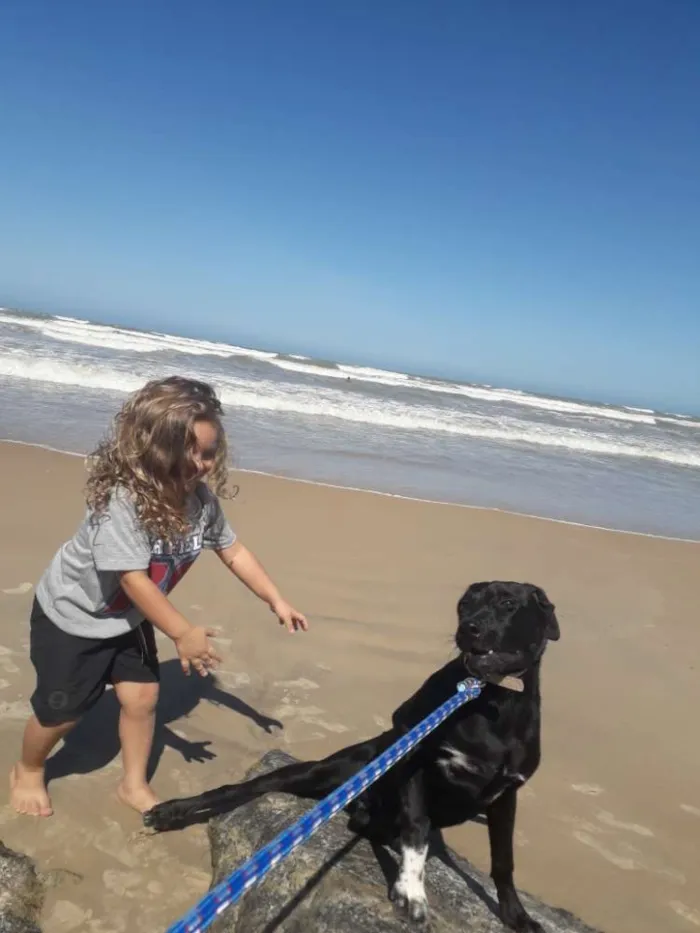 Cachorro ra a Labrador misturado idade 7 a 11 meses nome Zeus