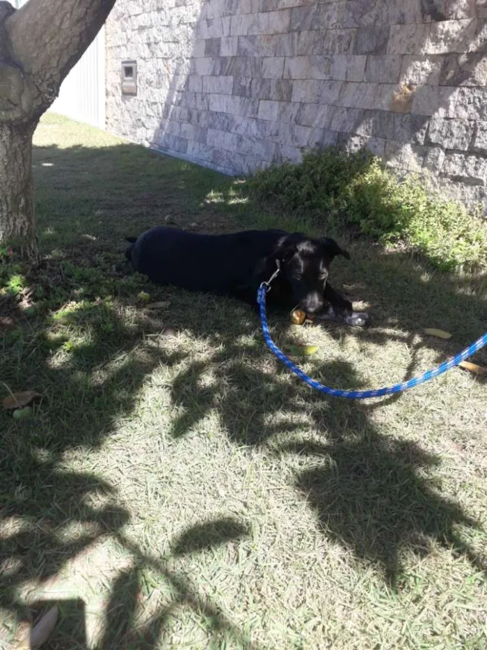 Cachorro ra a Labrador misturado idade 7 a 11 meses nome Zeus