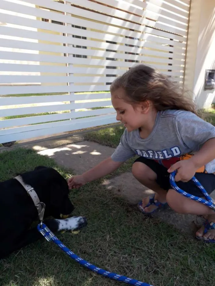 Cachorro ra a Labrador misturado idade 7 a 11 meses nome Zeus