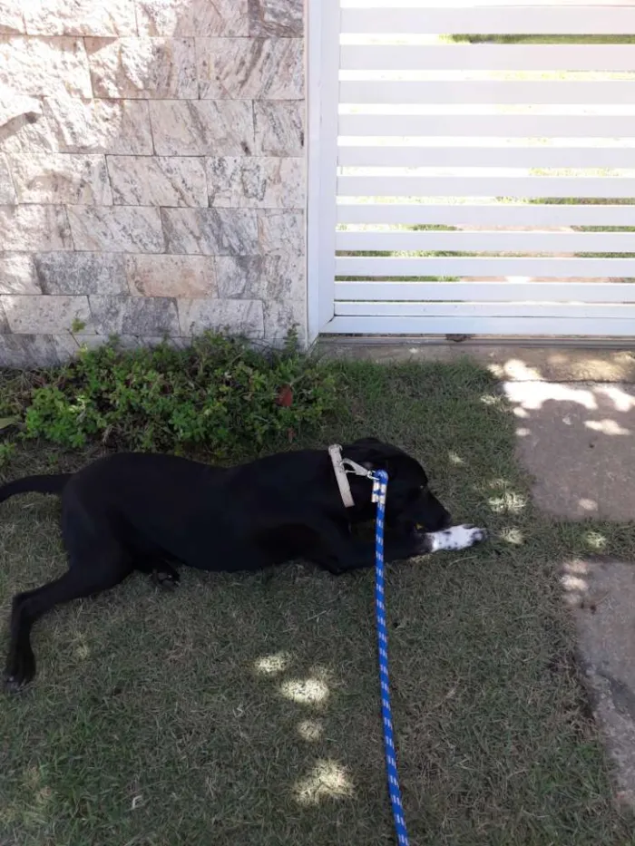 Cachorro ra a Labrador misturado idade 7 a 11 meses nome Zeus