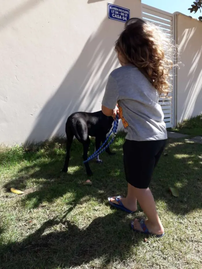 Cachorro ra a Labrador misturado idade 7 a 11 meses nome Zeus