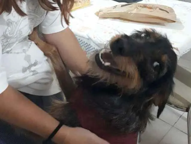 Cachorro ra a SRD idade 1 ano nome Sofia