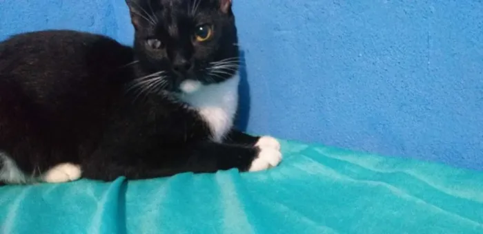 Gato raça SRD idade 1 ano nome Chambinho