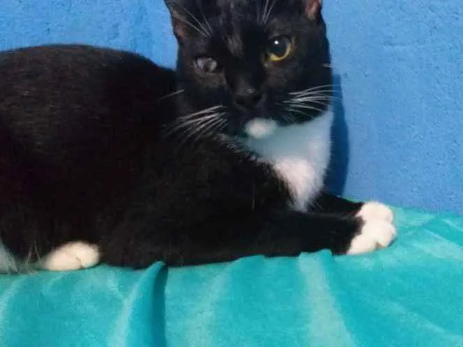 Gato raça SRD idade 1 ano nome Chambinho