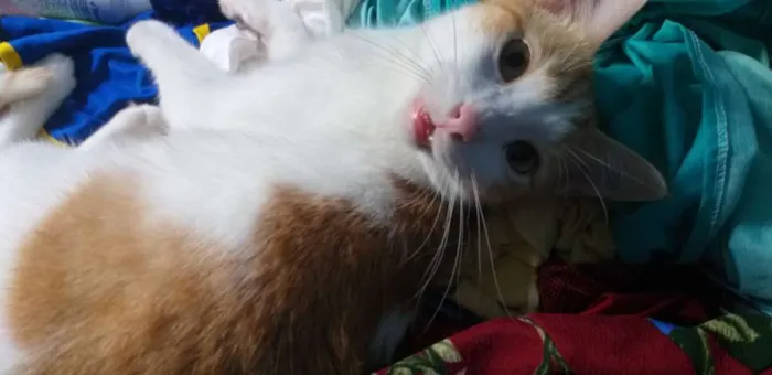 Gato raça SRD idade 2 anos nome Milk