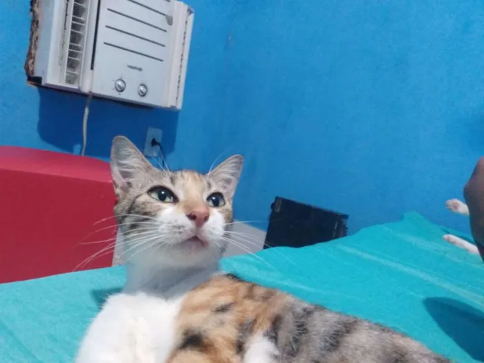 Gato raça SRD idade 2 anos nome Lexie