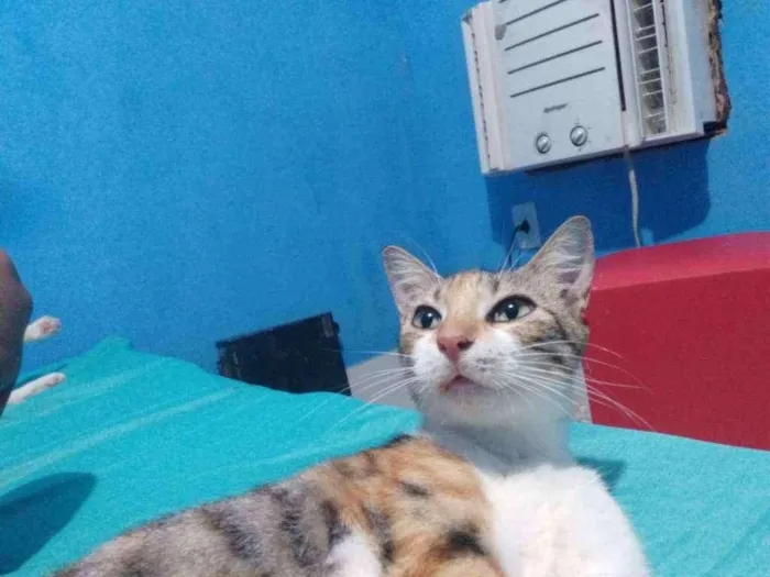 Gato raça SRD idade 2 anos nome Lexie